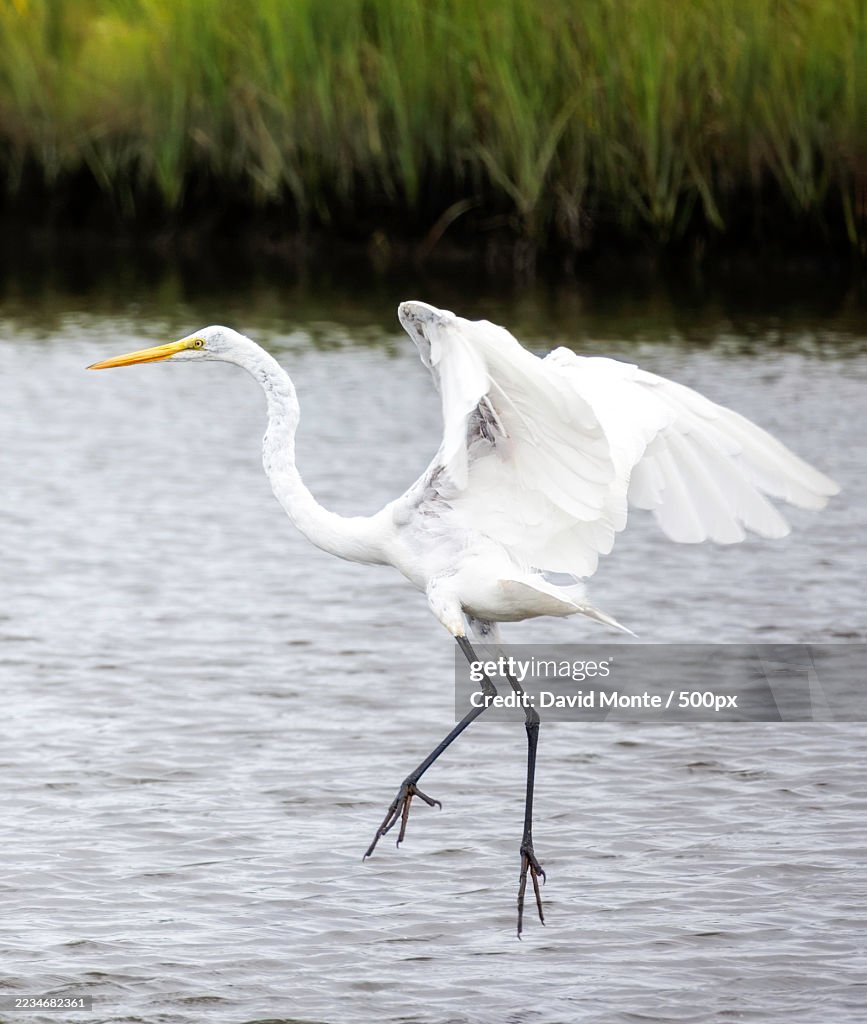 Great Egret gracefully landing on a lake
