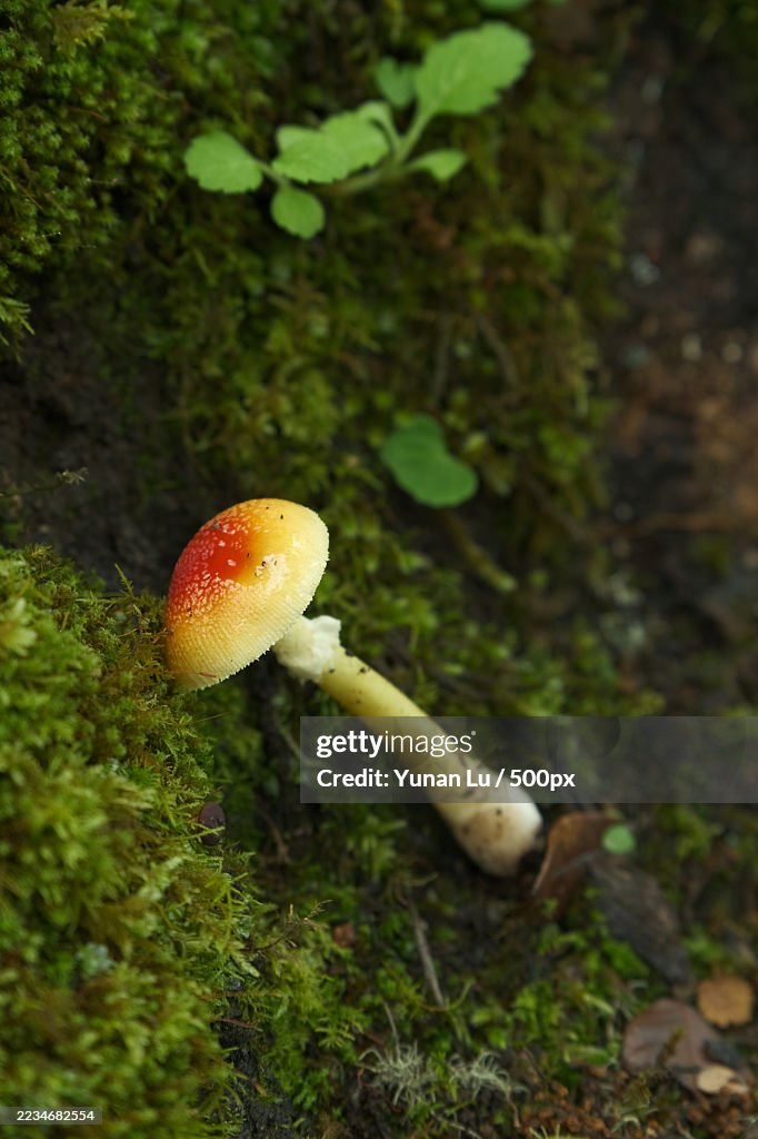 Vibrant Mushroom Growing Among Moss in Forest