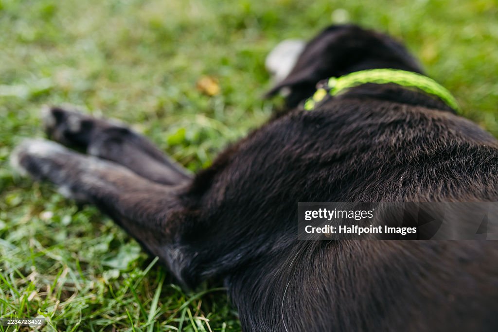 Tick ​​attached to dog skin, fur.