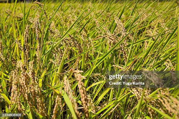 ripe rice ears in autumn field - brown rice stock pictures, royalty-free photos & images