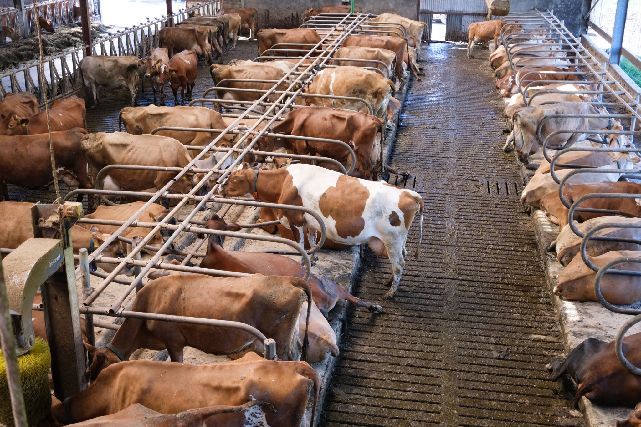 Cattle in a tranquil barn setting showcasing sustainable farming practices for milk production Cattle in a tranquil barn setting showcasing sustainable farming practices for milk production
