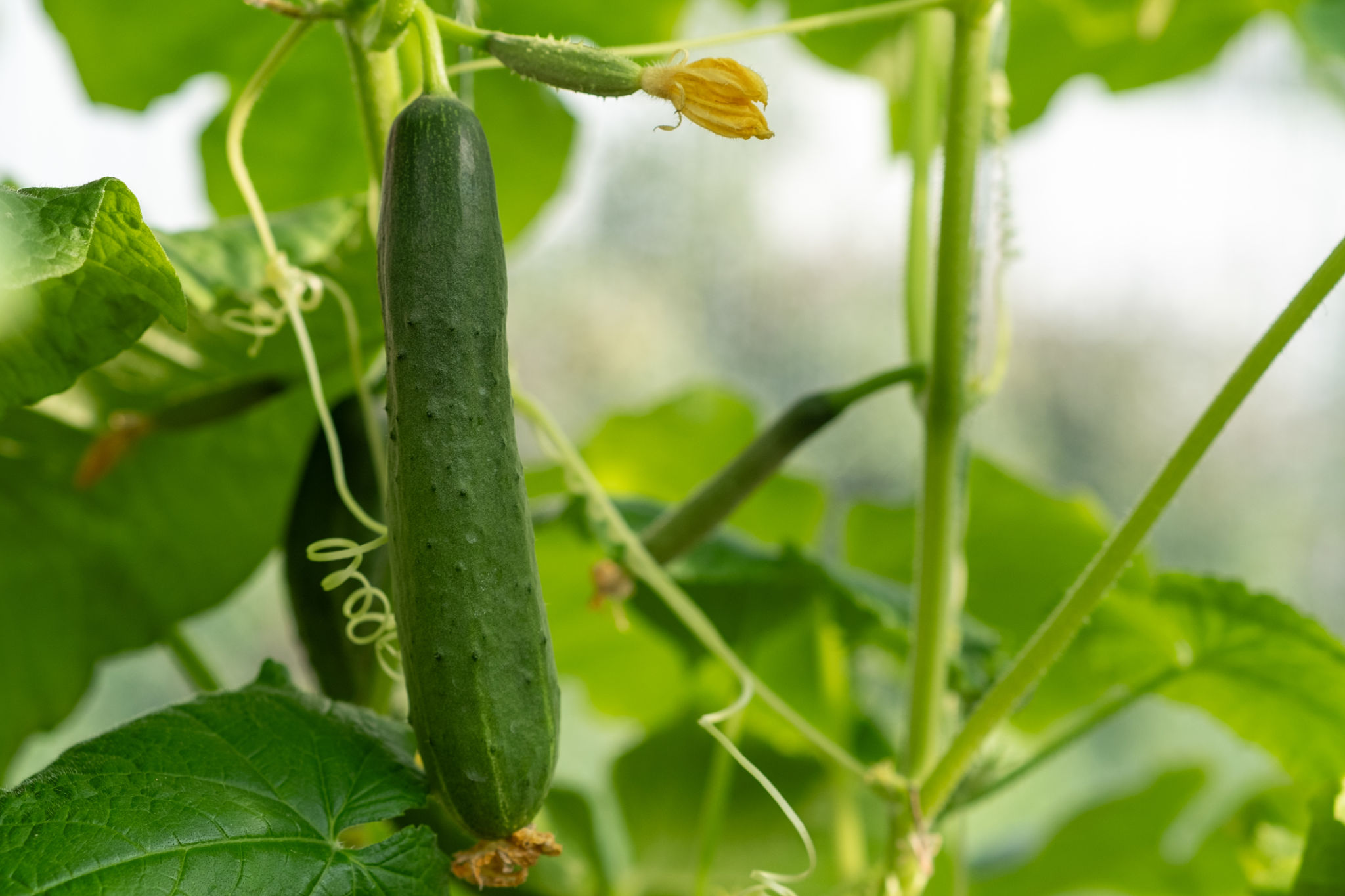 agricultural consulting