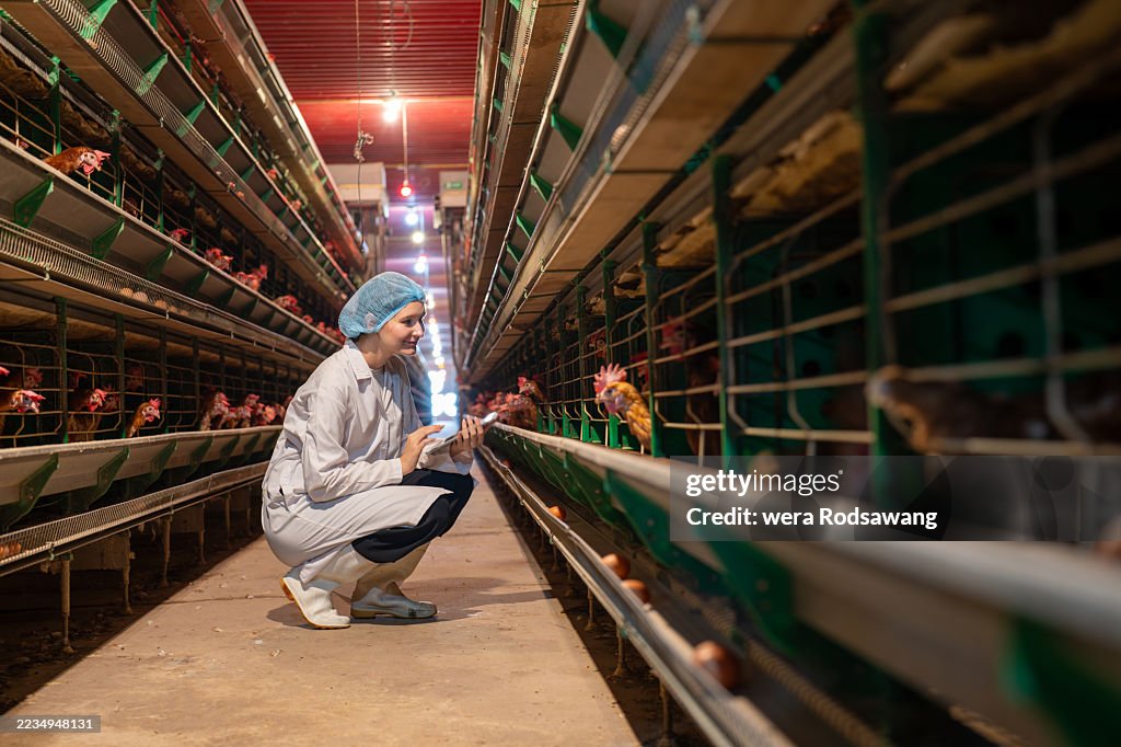 Monitoring Chicken Egg Production: A Female Veterinarian's Role in Smart Battery Cage Chicken Farming