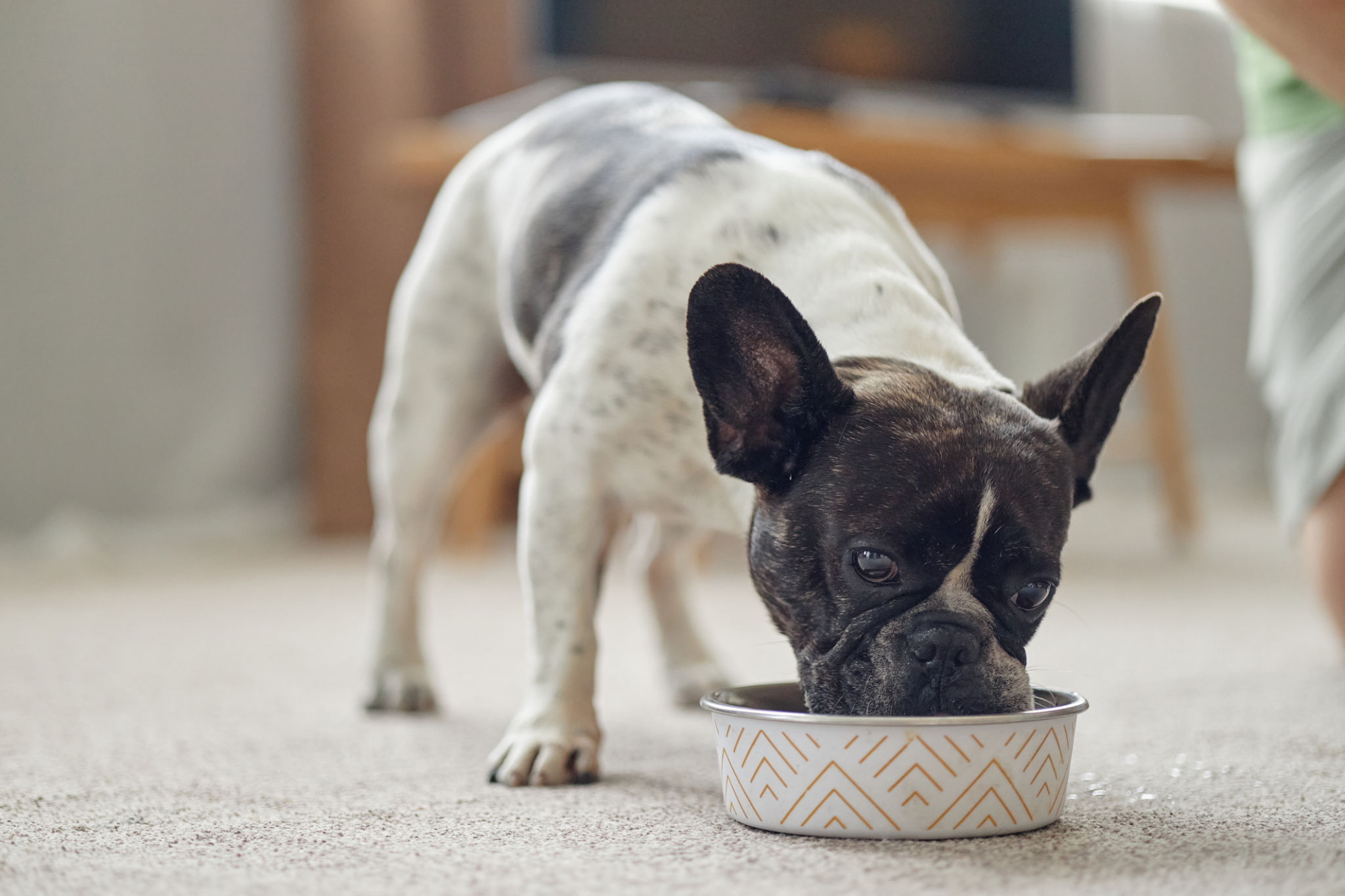 dog nutrition