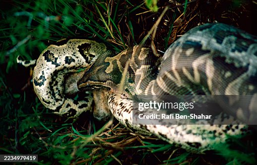 Rock Python suffocating scrub hare Rock Python suffocating scrub hare