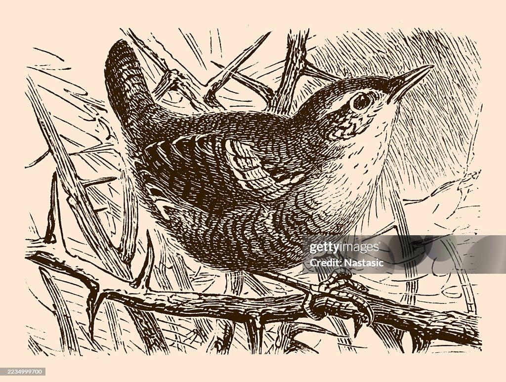 Chochín (Troglodytes parvulus)