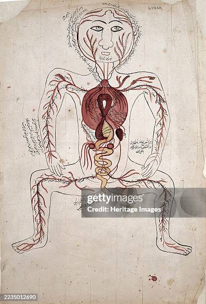 The viscera and the arterial system, . Additional Info: Diagram comparable to the "six picture series" or "Alexandrian series" pasted or bound in...