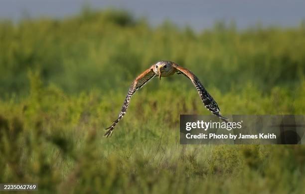 hawk on the hunt - lubber grasshopper stock pictures, royalty-free photos & images