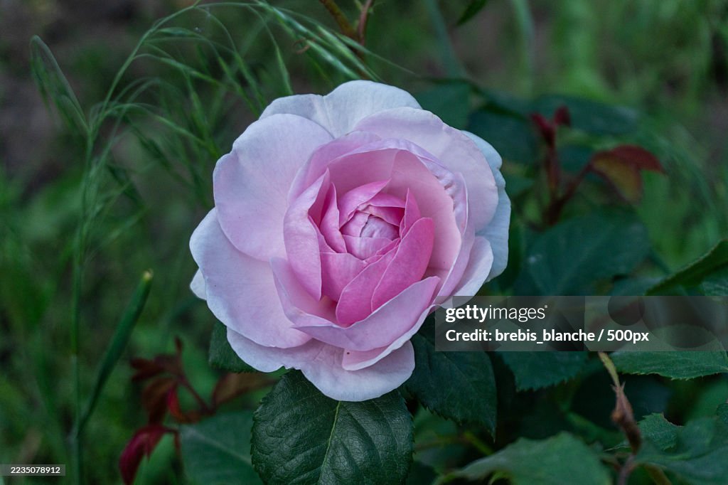 Close-up of a delicate pink rose in full bloom, surrounded by lush green foliage, showcasing its intricate petals and natural beauty