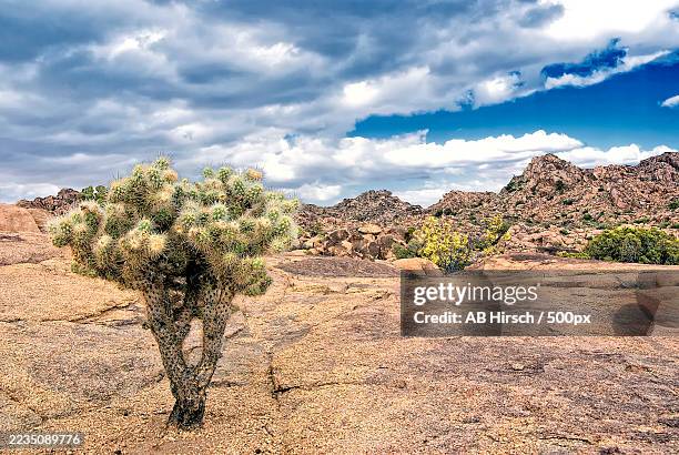 cholla cactus in a rocky desert landscape under a dynamic sky - joshua tree national park california stock pictures, royalty-free photos & images