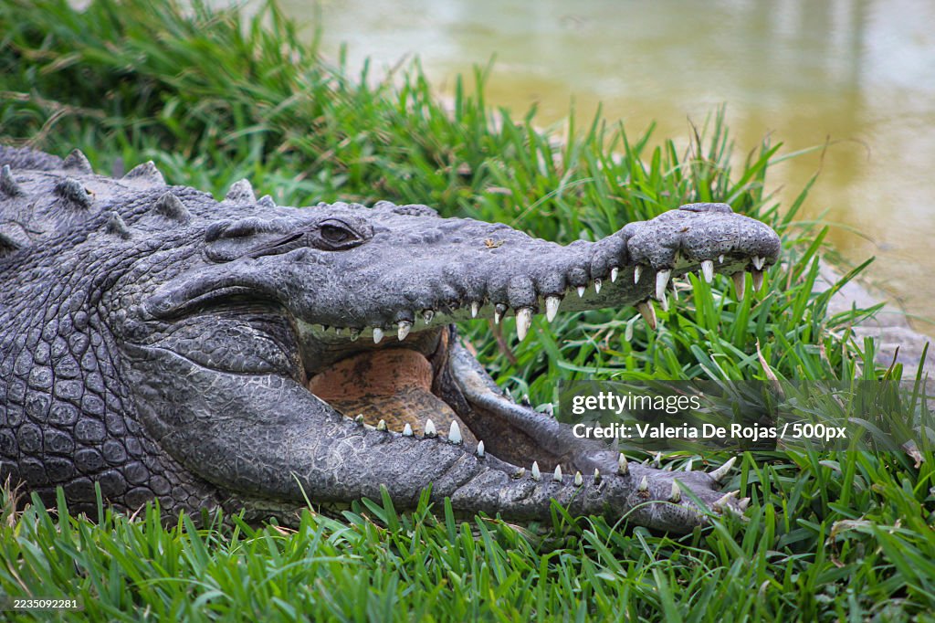 Close-up of a Crocodile with its Mouth Open by the Waters Edge
