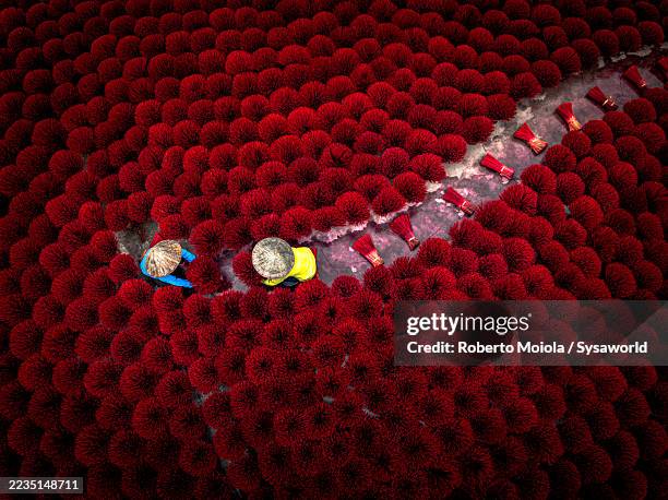 women arranging incense sticks to dry - traditional vietnam stock pictures, royalty-free photos & images