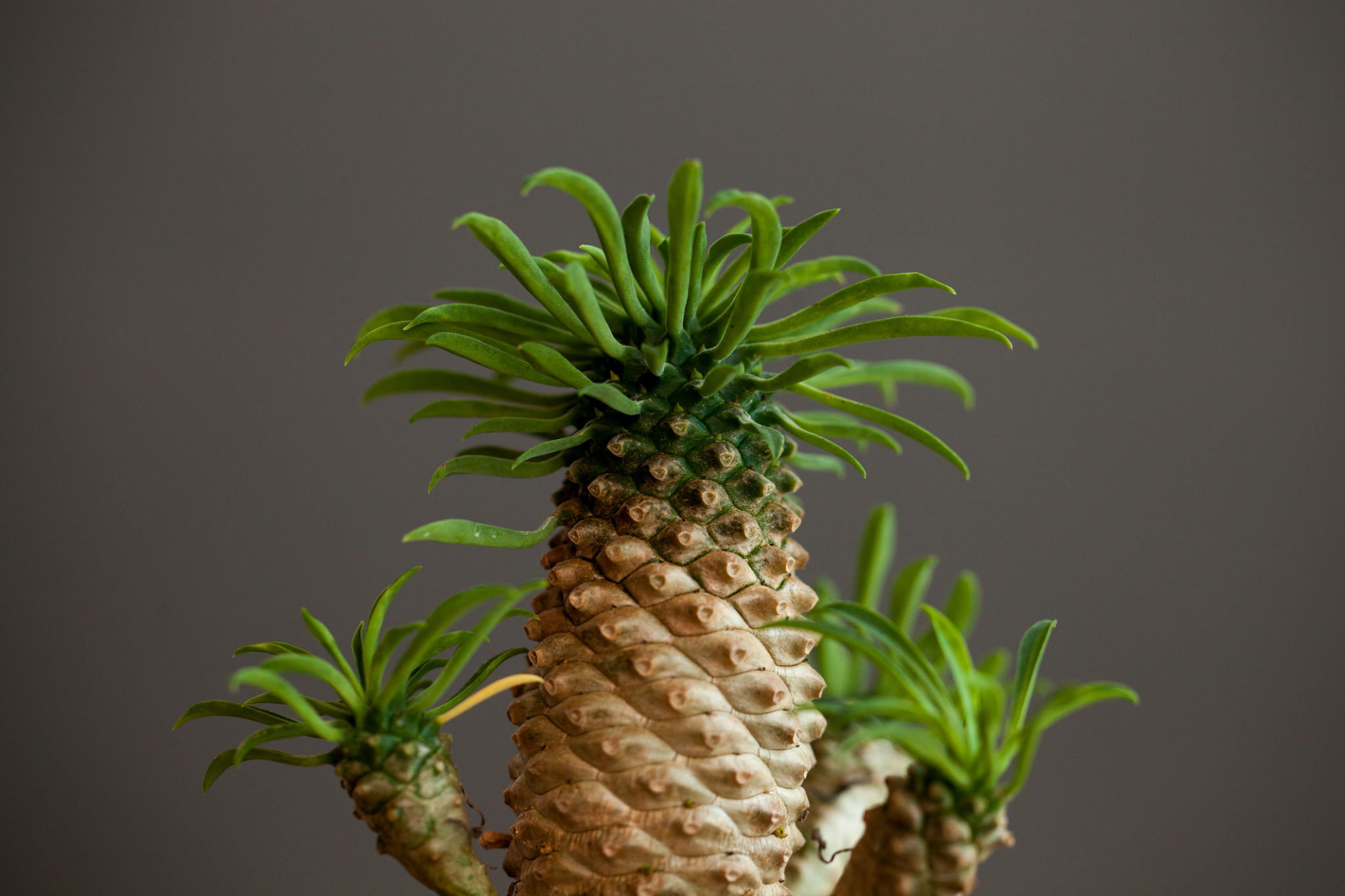 biophilic design elements