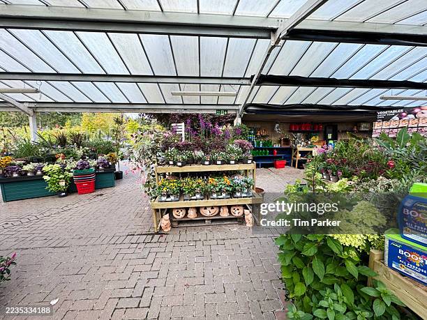 plants for sale at a garden shop - cross section stock pictures, royalty-free photos & images