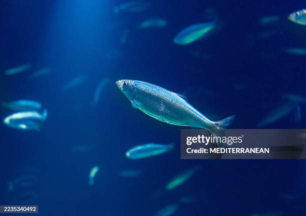 atlantic herring school underwater in norway fjord atlantic ocean - atlantic ocean stock pictures, royalty-free photos & images