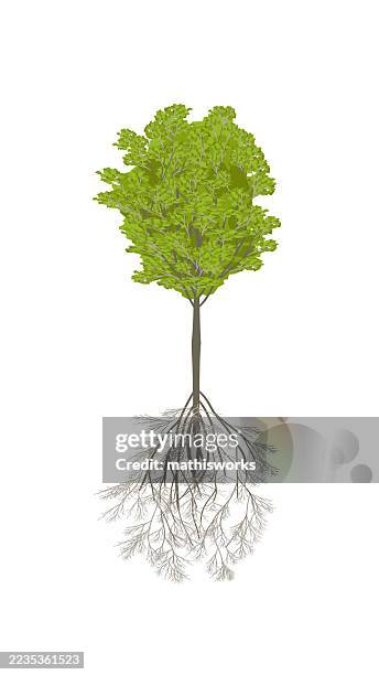 tree root diagram - deep roots stock illustrations