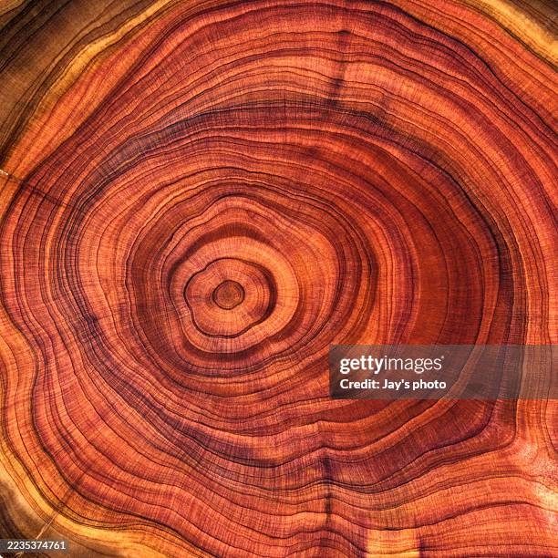 wood pattern - tree ring stock pictures, royalty-free photos & images