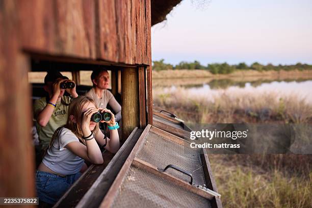 family observing wildlife through a hide at a park watering hole - nature park stock pictures, royalty-free photos & images