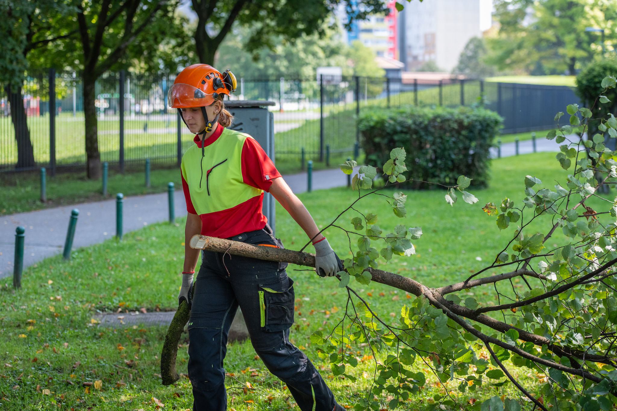 tree removal