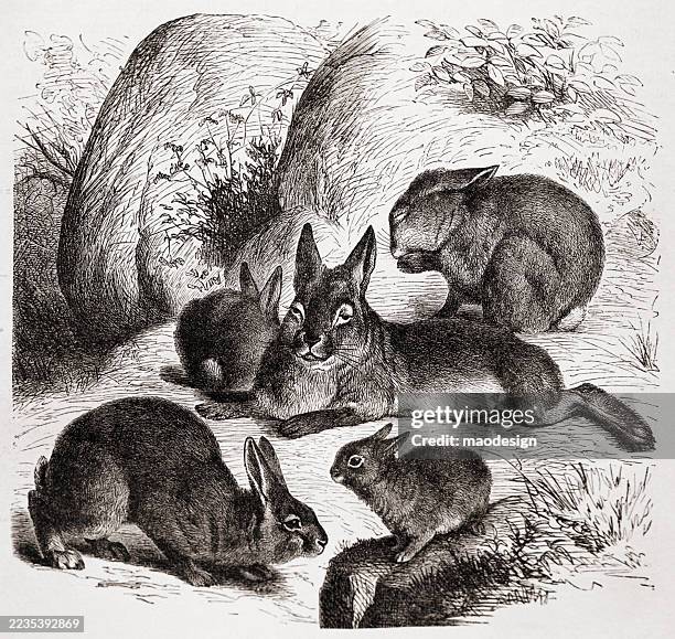 rabbit - oryctolagus cuniculus - european rabbit stock illustrations