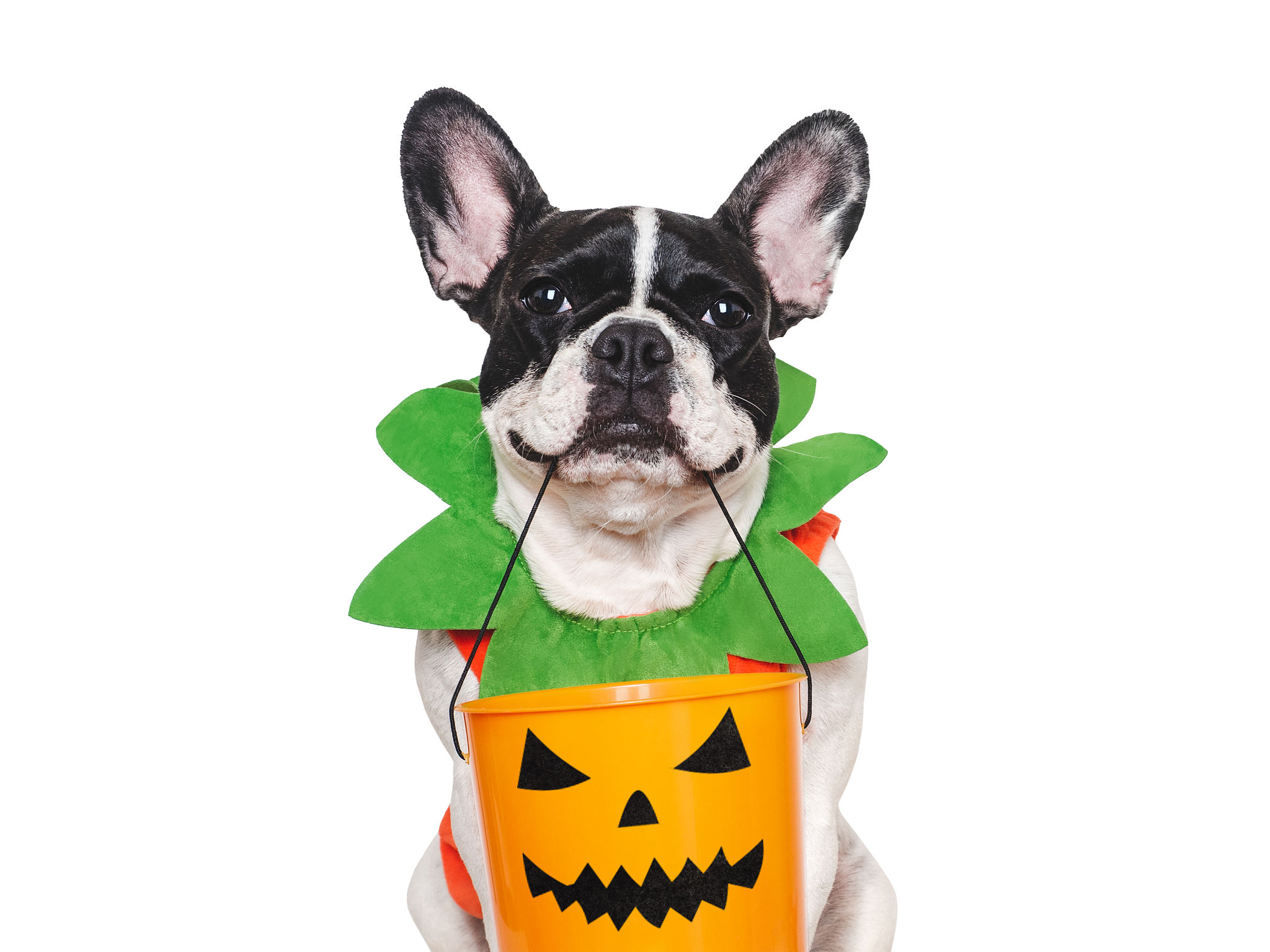 Happy Halloween. Charming puppy and Halloween costume Happy Halloween. Charming puppy and Halloween costume