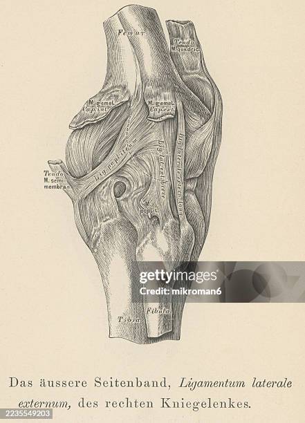 old engraved illustration of human ligaments - the lateral collateral ligament, long external lateral ligament or fibular collateral ligament - an extrinsic ligament of the knee located on the lateral side of the knee - músculo humano fotografías e imágenes de stock