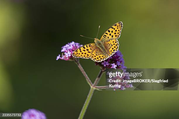butterfly, small pearl-bordered fritillary (issoria lathonia), purpletop vervain (verbena bonariensis), burgstemmen, nordstemmen, lower saxony, germany - queen of spain fritillary butterfly stockfoto's en -beelden