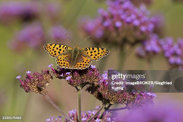 butterfly, small pearl-bordered fritillary (issoria lathonia), purpletop vervain (verbena bonariensis), burgstemmen, nordstemmen, lower saxony, germany - queen of spain fritillary butterfly stockfoto's en -beelden