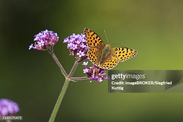 butterfly, small pearl-bordered fritillary (issoria lathonia), purpletop vervain (verbena bonariensis), burgstemmen, nordstemmen, lower saxony, germany - queen of spain fritillary butterfly stockfoto's en -beelden