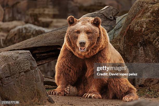 adult brown bear sitting among rocks in its habitat - allesfresser stock-fotos und bilder