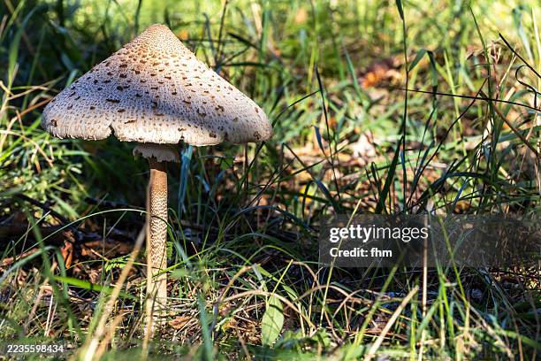 Parasol Mushroom Mushroom In A Forest In Autumn Bavaria Germany