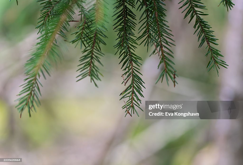 The spruce needles on the branches is hanging down like a lace