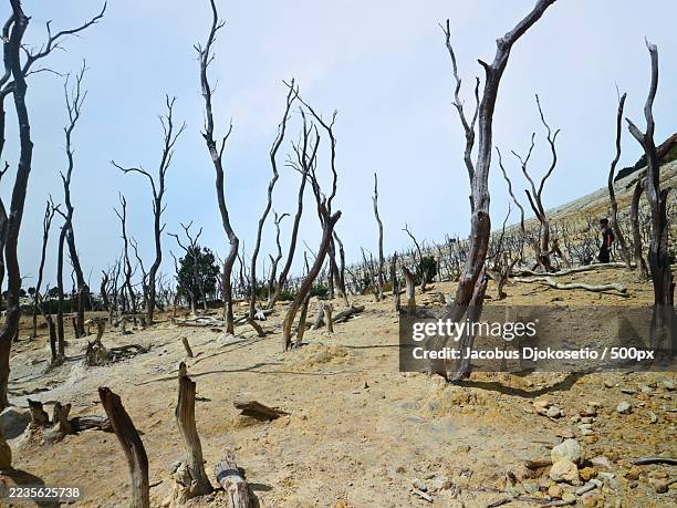 barren landscape with dead trees under a clear sky,indonesia - dead plant stock pictures, royalty-free photos & images