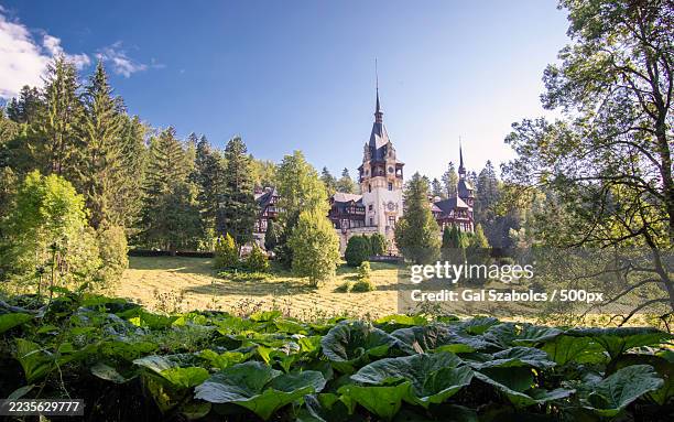 peles castle nestled among lush green trees on a sunny day in sinaia, romania,sinaia,romania - sinaia stock pictures, royalty-free photos & images