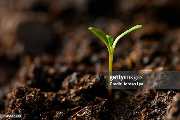 young seedlings plant come out from soil - seedling stock pictures, royalty-free photos & images