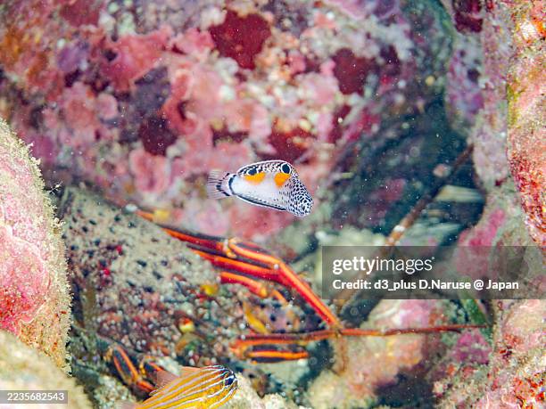Coris Shell 118 Clown Wrasse Stock Photos, High-Res Pictures, and Images - Getty Images