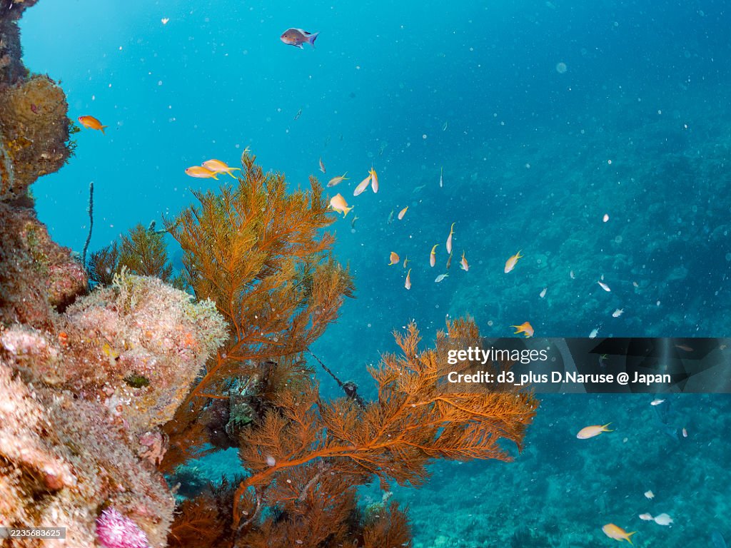 Sea Goldie, Pseudanthias squamipinnis,
Yellow and blueback fusilier, Caesio teres,
Blue and gold fusilier, Gold-banded fusilier,
Weber's chromis, Chromis weberi,
Northern yellow-spotted chromi.
and others.
school.