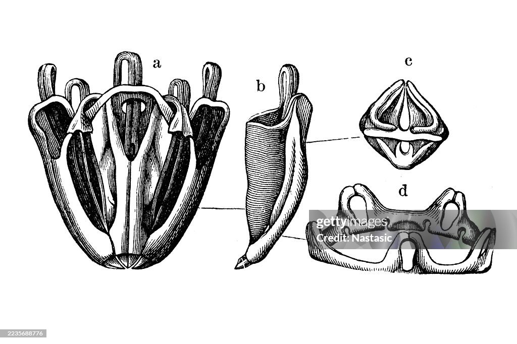 Sea urchin's tooth structure