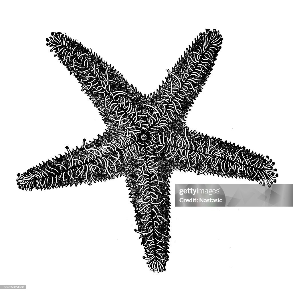 Starfish or sea star