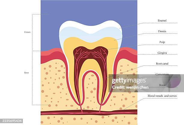 stockillustraties, clipart, cartoons en iconen met tooth structure diagram - menselijke mond