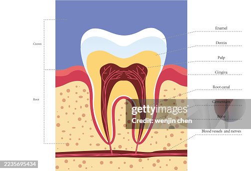Tooth structure diagram Tooth structure diagram
