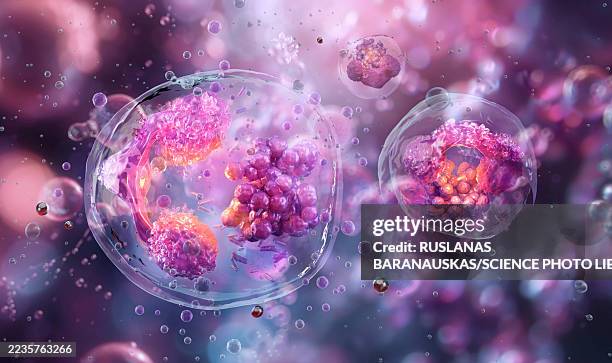 anaplasma bacteria, illustration - anaplasmosis stock illustrations
