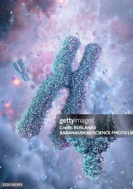 human x and y chromosomes, illustration - y chromosome stock illustrations