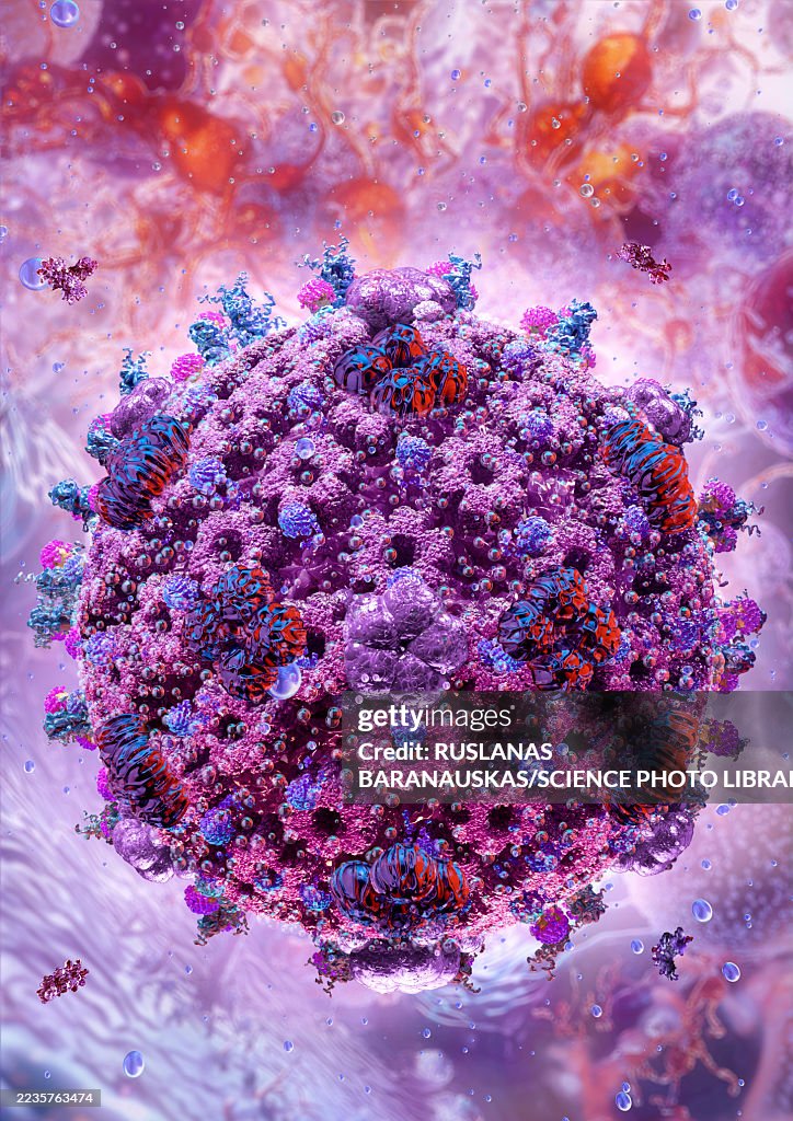 Herpes simplex virus, illustration