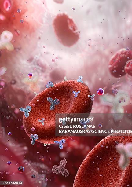 ilustraciones, imágenes clip art, dibujos animados e iconos de stock de rhesus positive and negative red blood cells, illustration - hematología