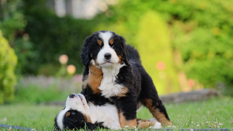 https://media.gettyimages.com/id/2235785753/video/two-bernese-mountain-dog-puppies-play-on-green-grass-full-of-joy-and-boundless-energy.jpg?b=1&s=640x640&k=20&c=0n_sbLN4PThvtfPdD1SbT7e3FdglItUNHYoIzNqmkWY=
