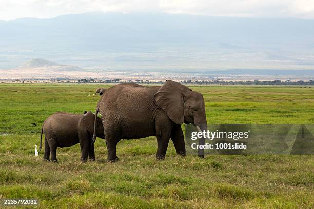 african elephant with calf and cattle egret - african elephant stock pictures, royalty-free photos & images