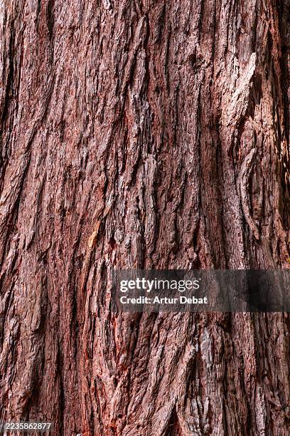 close-up of textured of a old tree bark - redwood board stock pictures, royalty-free photos & images