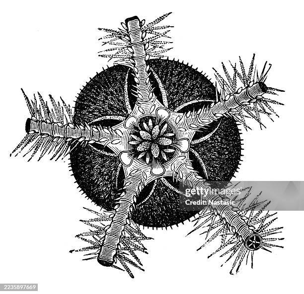 brittle star (ophiothrix fragilis), arms cut off. - brittle starfish stock illustrations