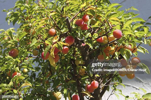 plum tree (prunus domesticus) potted plant in the garden, red, ripe fruit, allgäu, bavaria, germany, allgäu, bavaria, germany - ciruelo fotografías e imágenes de stock